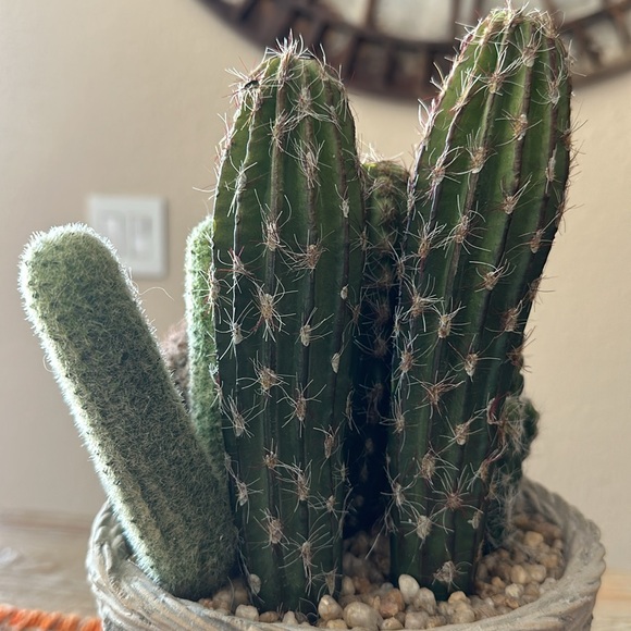 Faux Potted Cactus Arrangement - Picture 5 of 14